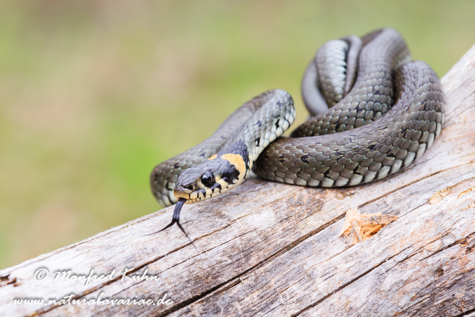 Ringelnatter ()_0057
