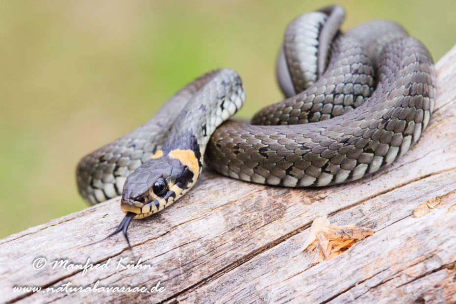 Ringelnatter ()_0060