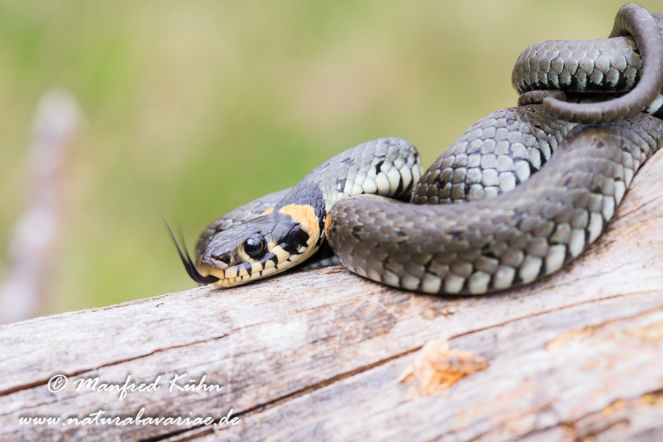 Ringelnatter ()_0064