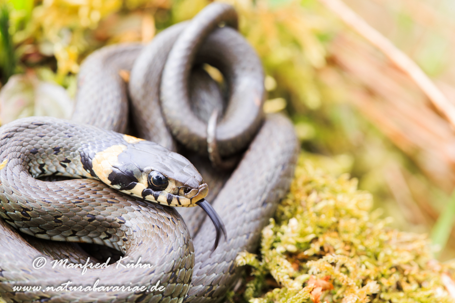 Ringelnatter ()_0066