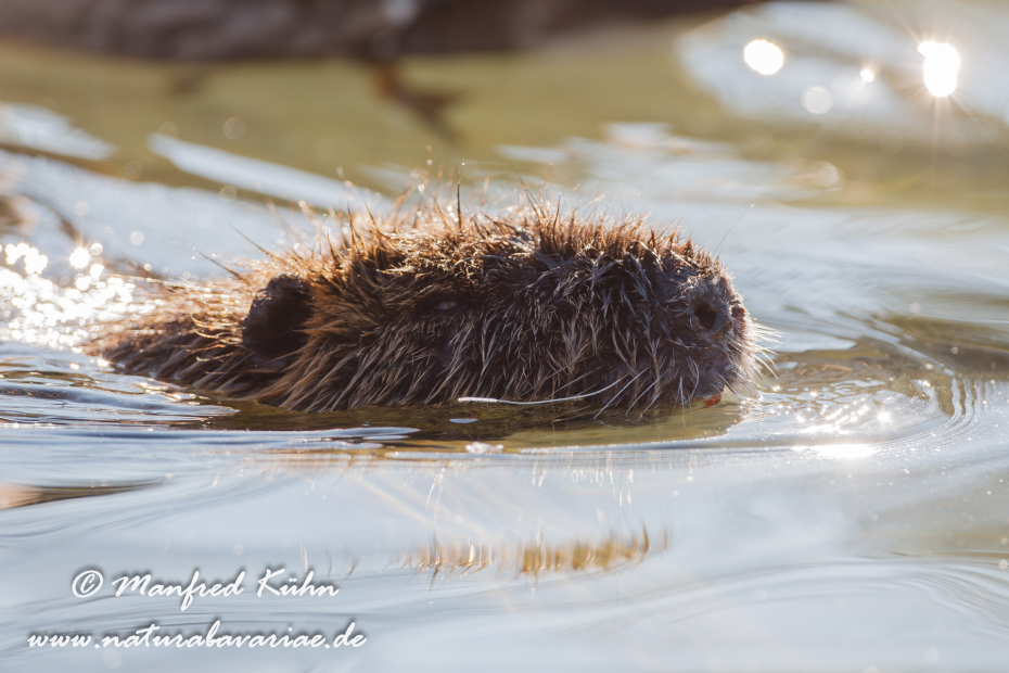 Nutria (Sumpfbiber)_0004