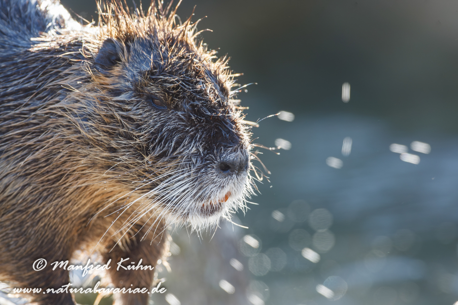 Nutria (Sumpfbiber)_0006