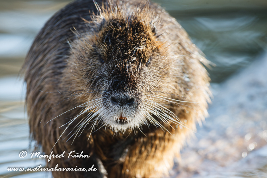 Nutria (Sumpfbiber)_0017