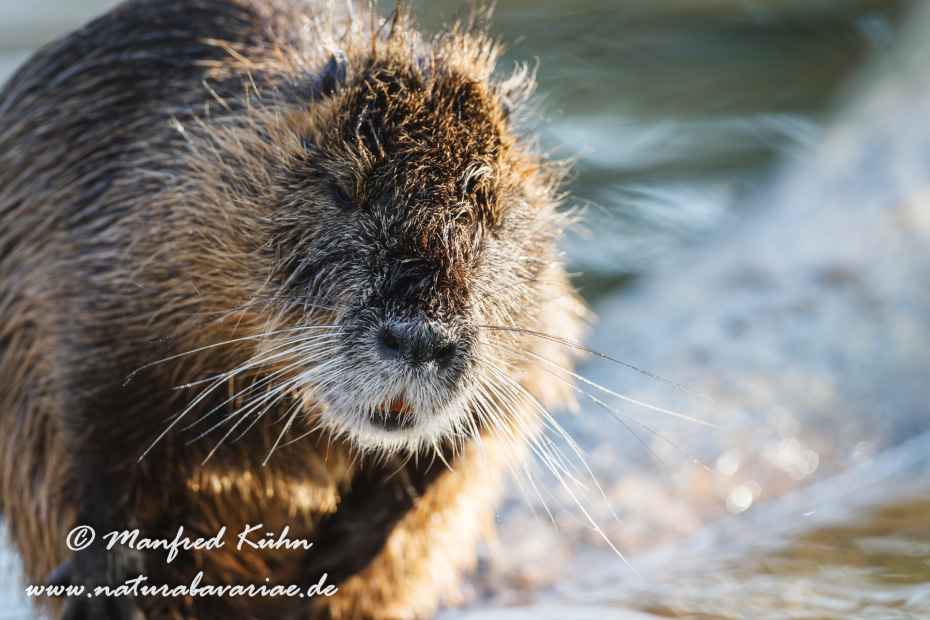 Nutria (Sumpfbiber)_0018