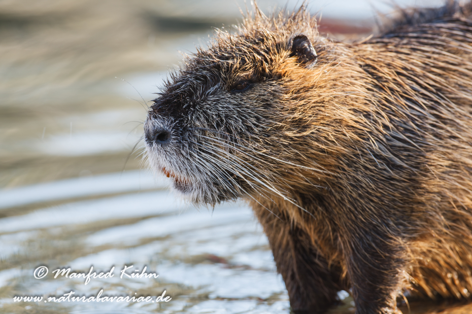Nutria (Sumpfbiber)_0020