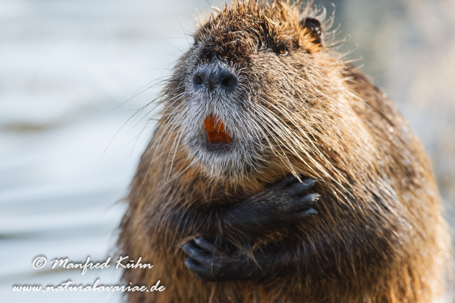 Nutria (Sumpfbiber)_0021