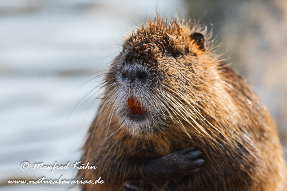 Nutria (Sumpfbiber)_0022