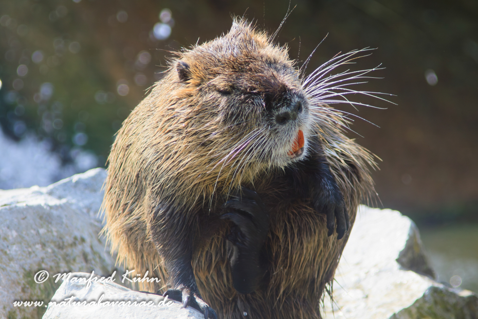 Nutria (Sumpfbiber)_0030
