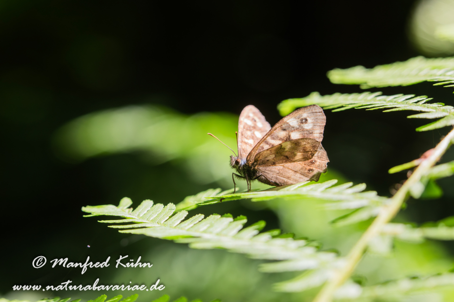 Waldbrettspiel ()_0046