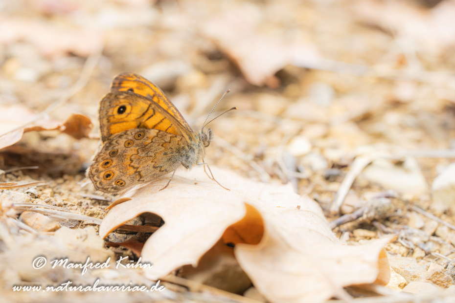 Mauerfuchs ()_0016