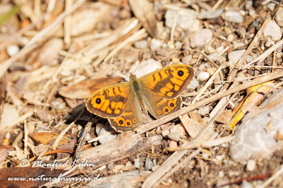 Mauerfuchs ()_0021