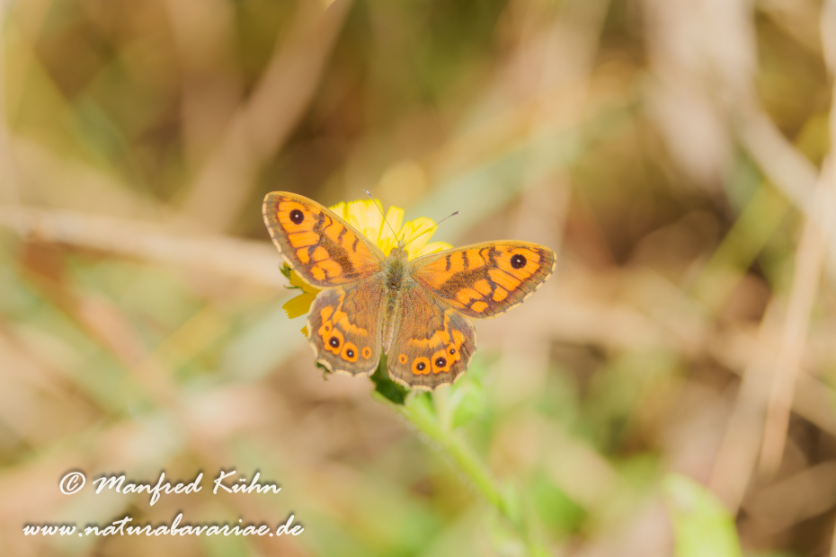 Mauerfuchs ()_0024