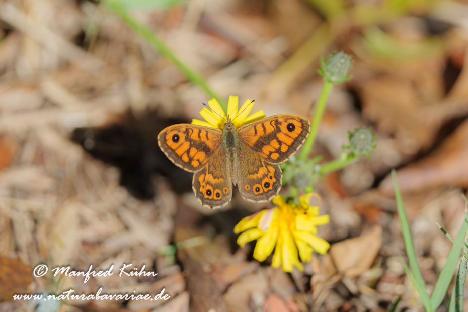 Mauerfuchs ()_0027