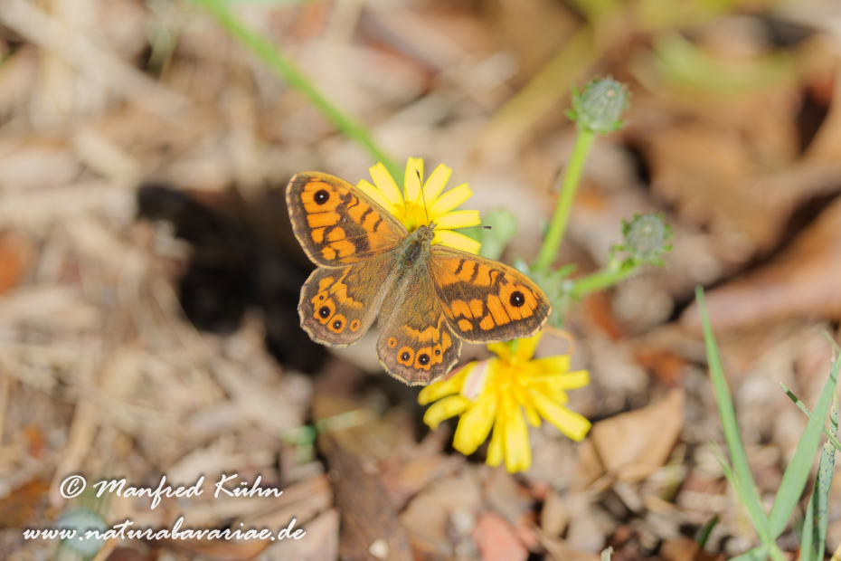 Mauerfuchs ()_0029