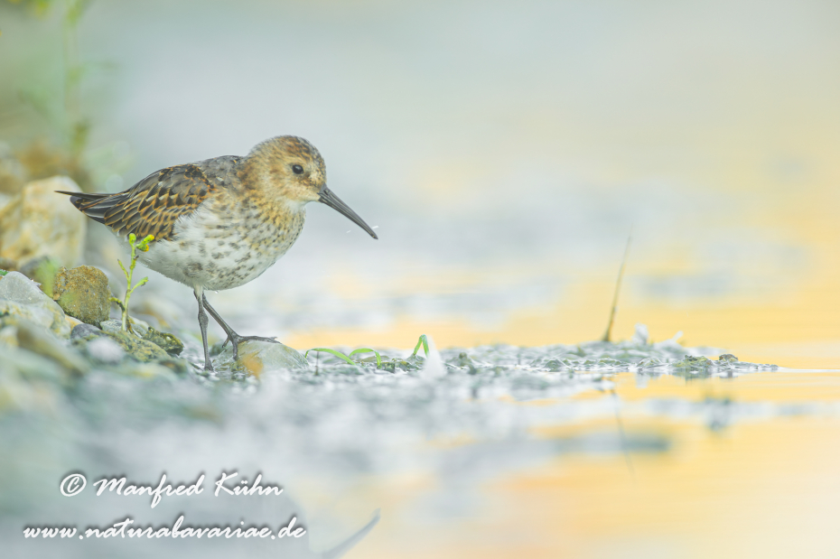 Strandläufer (Alpen-)_0006