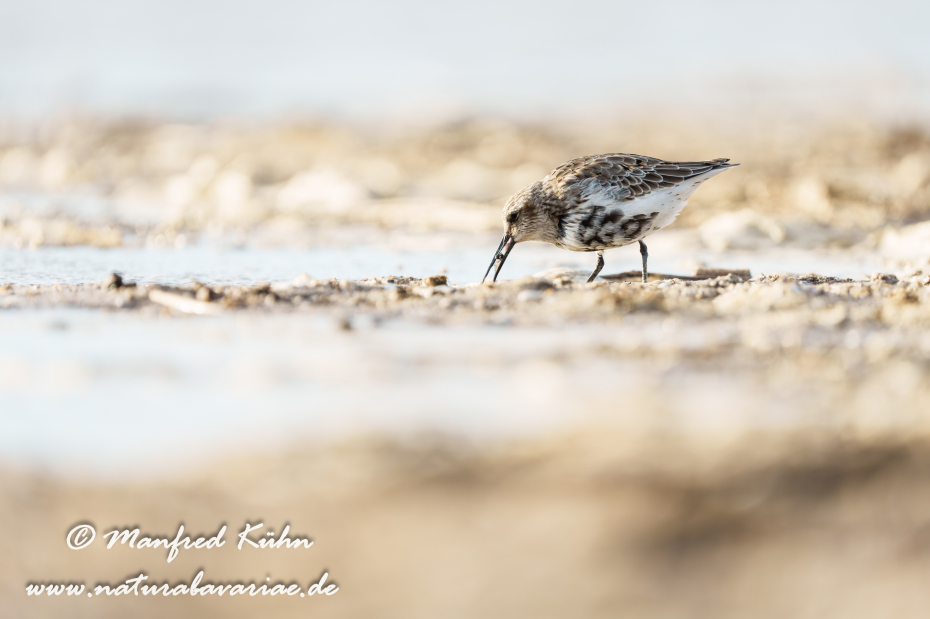 Strandläufer (Alpen-)_0059