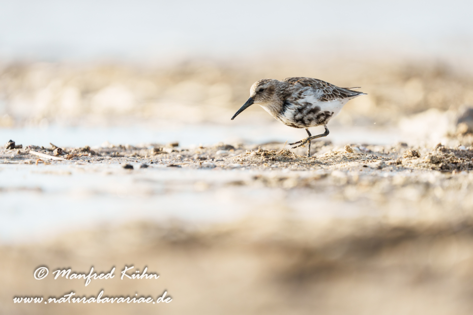 Strandläufer (Alpen-)_0060