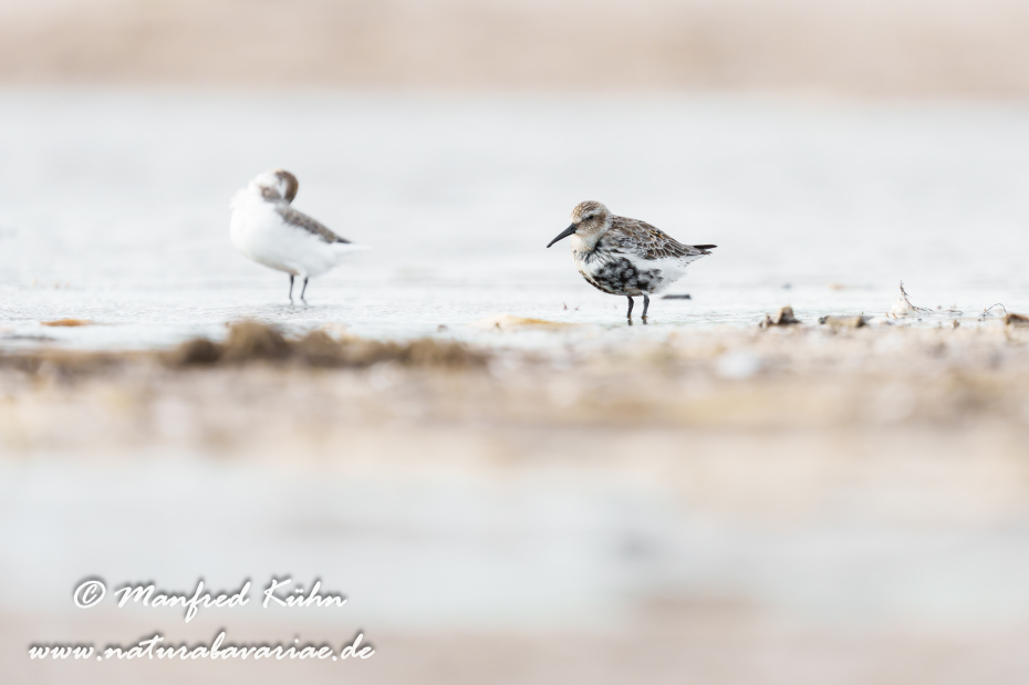 Strandläufer (Alpen-)_0062
