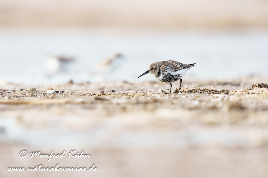 Strandläufer (Alpen-)_0065