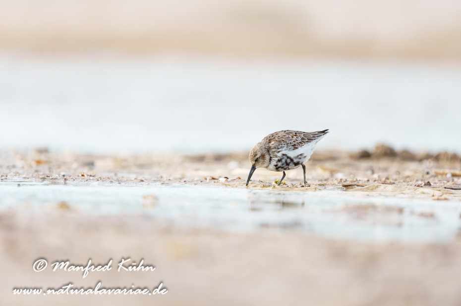 Strandläufer (Alpen-)_0068