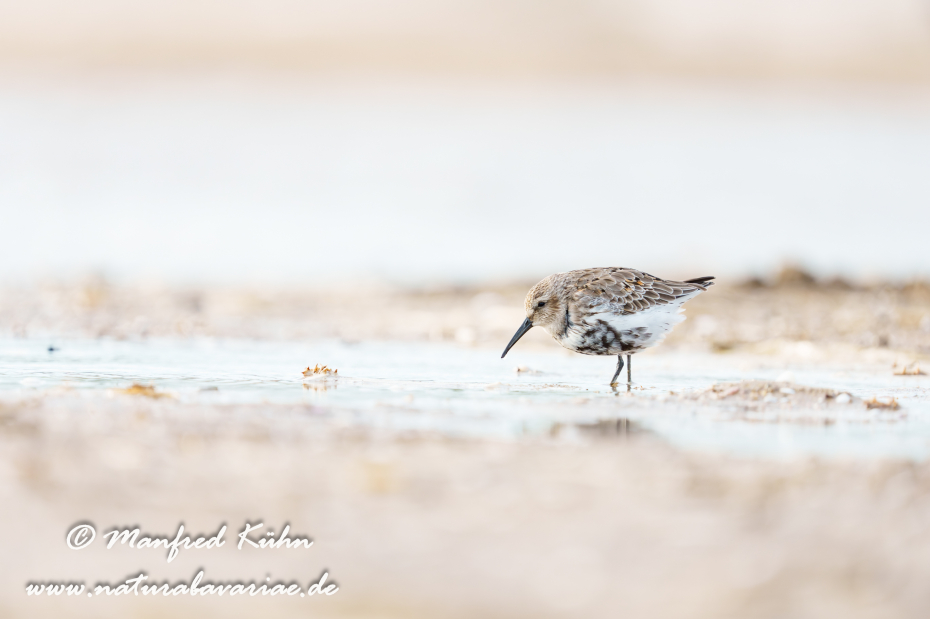 Strandläufer (Alpen-)_0071