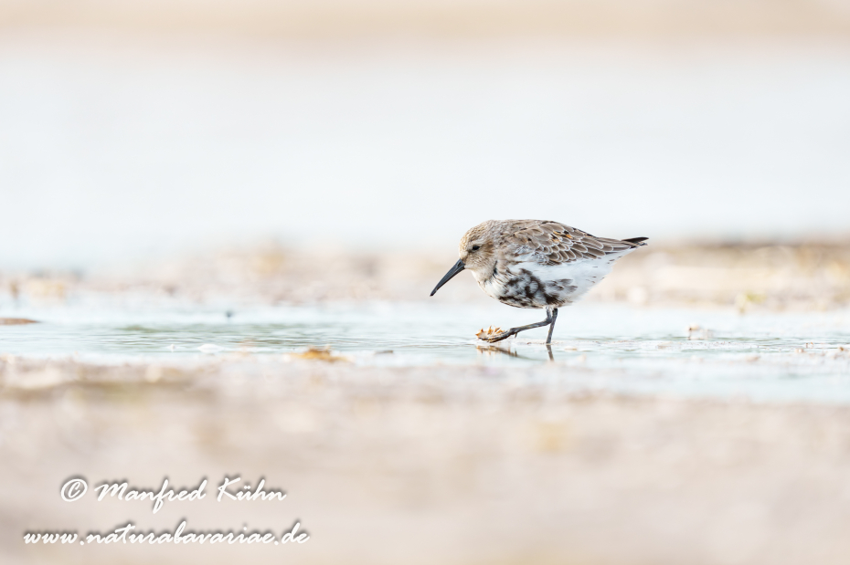 Strandläufer (Alpen-)_0073