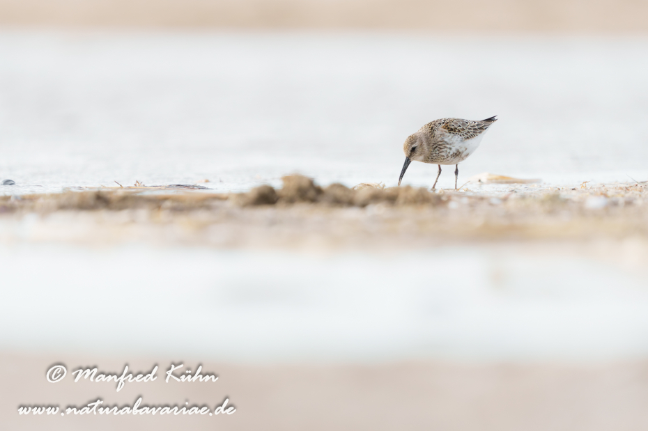 Strandläufer (Alpen-)_0076