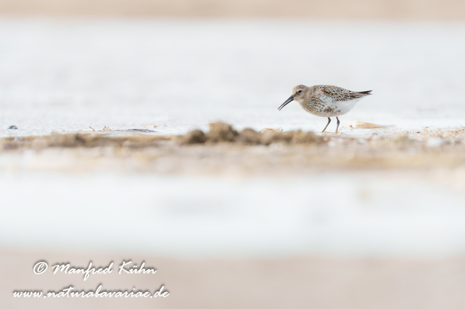 Strandläufer (Alpen-)_0077