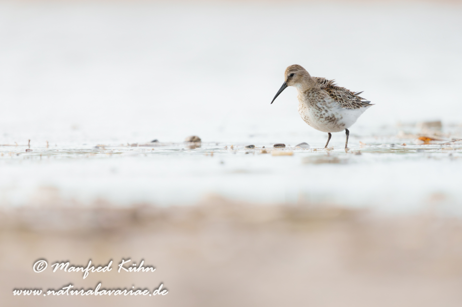 Strandläufer (Alpen-)_0080