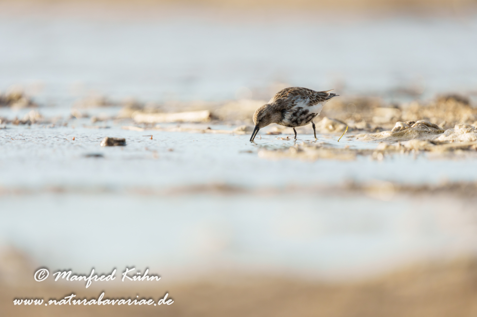 Strandläufer (Alpen-)_0087