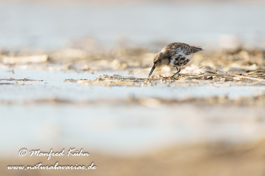 Strandläufer (Alpen-)_0089