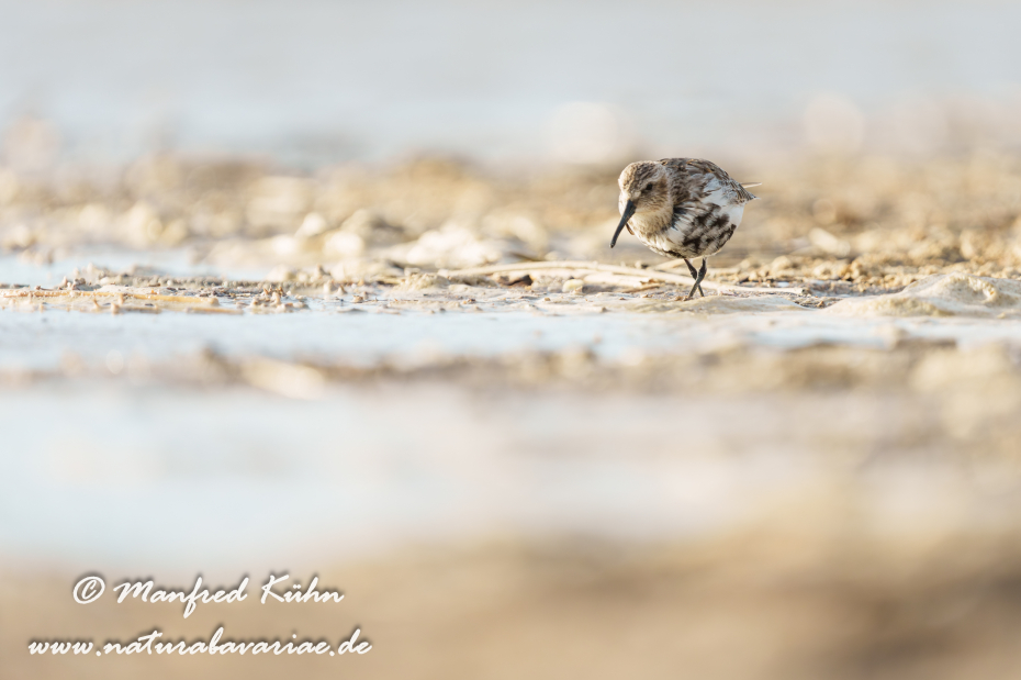 Strandläufer (Alpen-)_0091
