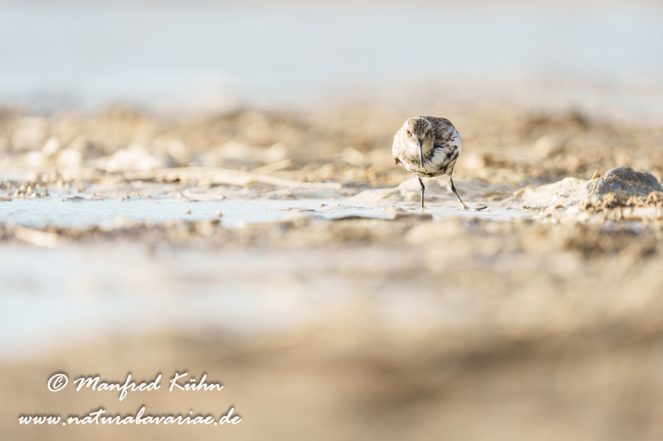 Strandläufer (Alpen-)_0094