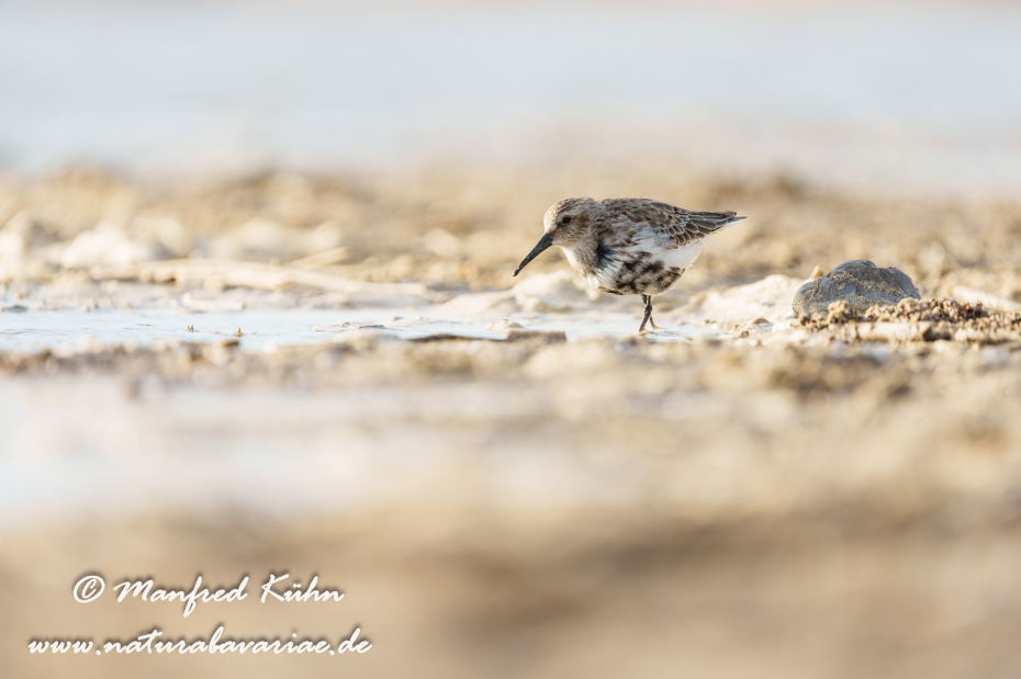 Strandläufer (Alpen-)_0095