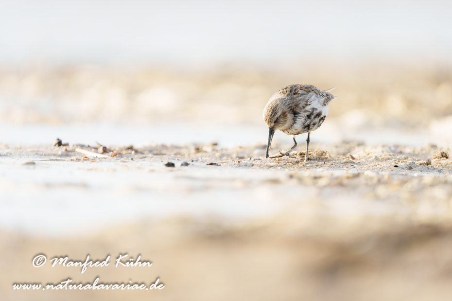 Strandläufer (Alpen-)_0097