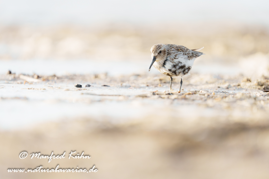 Strandläufer (Alpen-)_0099