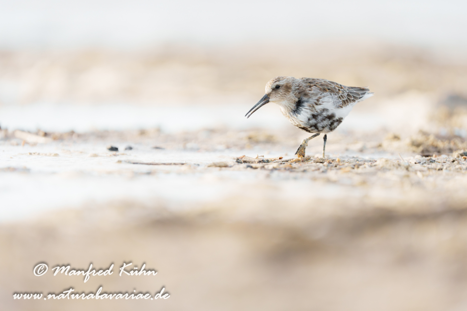 Strandläufer (Alpen-)_0102