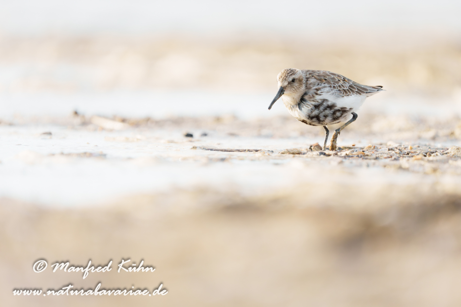 Strandläufer (Alpen-)_0105