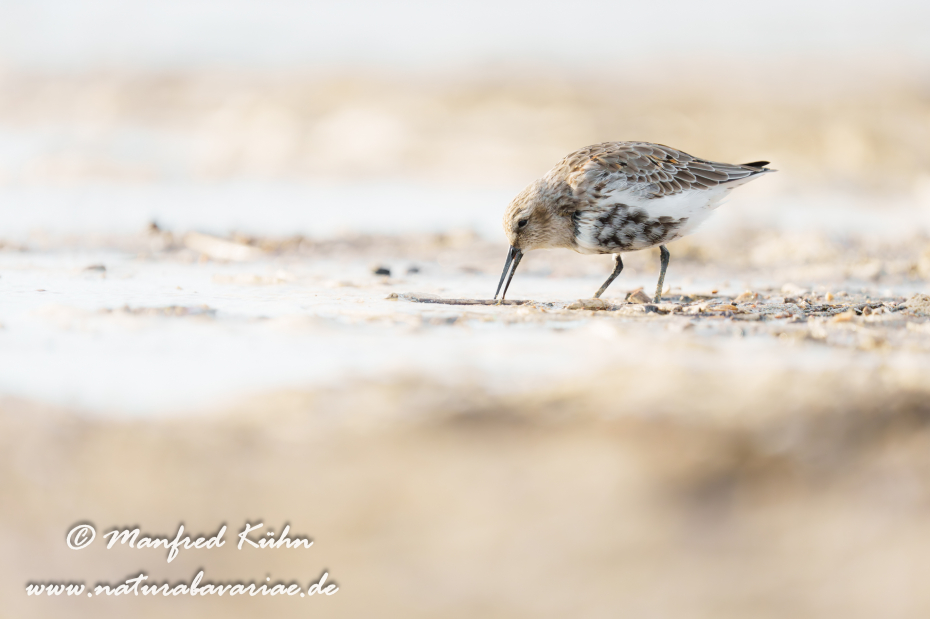 Strandläufer (Alpen-)_0106