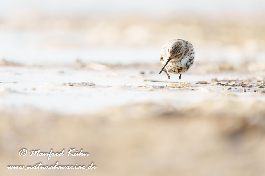 Strandläufer (Alpen-)_0108