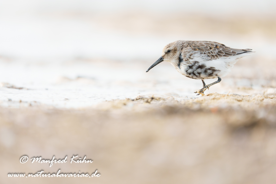 Strandläufer (Alpen-)_0113