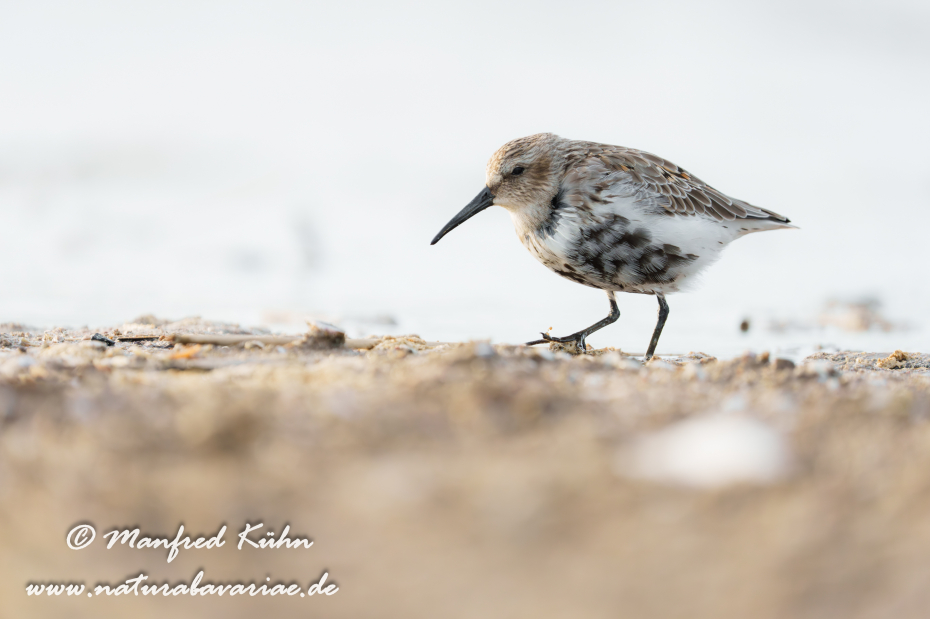 Strandläufer (Alpen-)_0117
