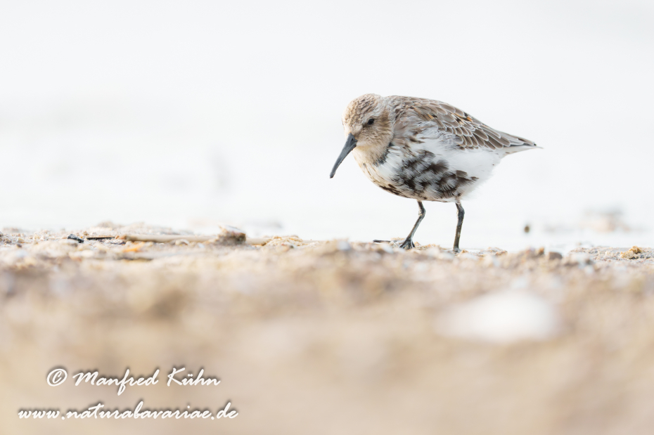 Strandläufer (Alpen-)_0118