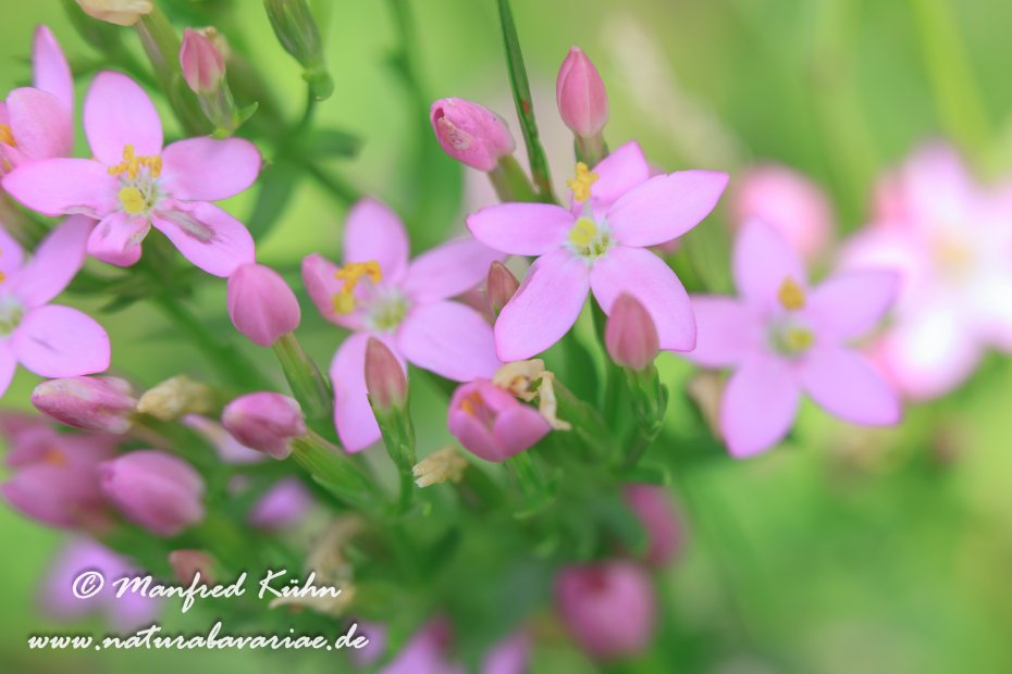 Tausendgüldenkraut ()_0020