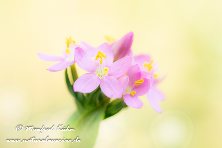 Tausendgüldenkraut ()_0022
