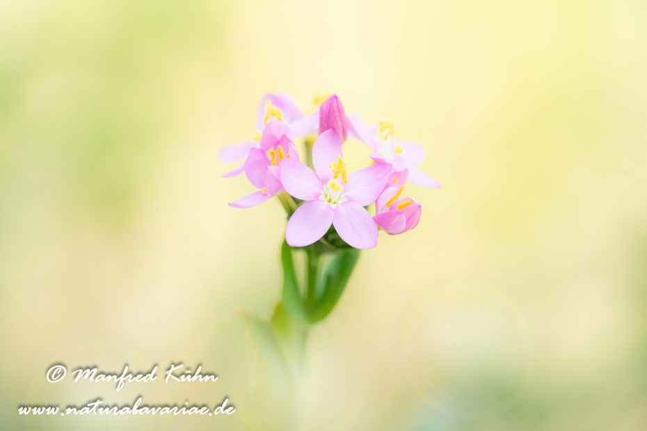Tausendgüldenkraut ()_0025