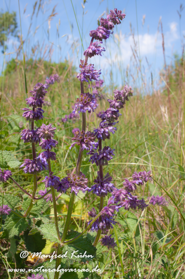Salbei (Quirlblättriger)_0001