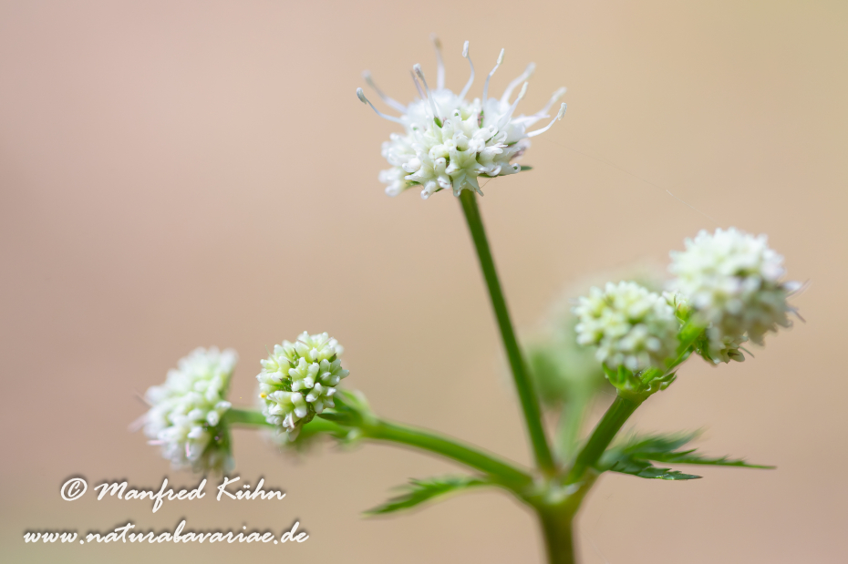 Sanikel (Wald-)_0004