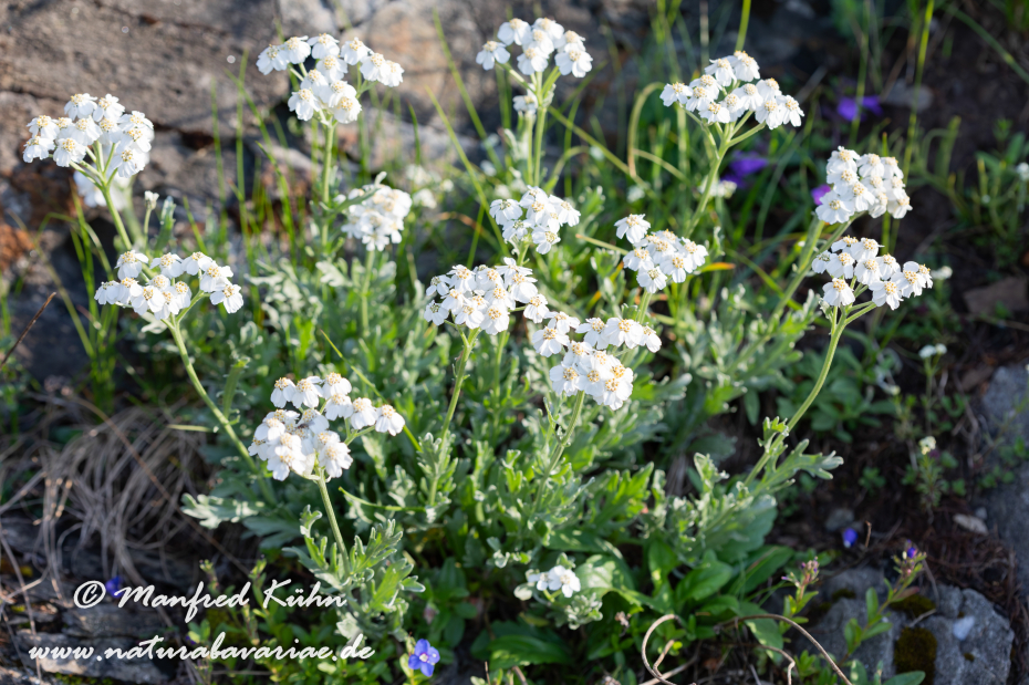 Schafgarbe (Moschus-)_0001