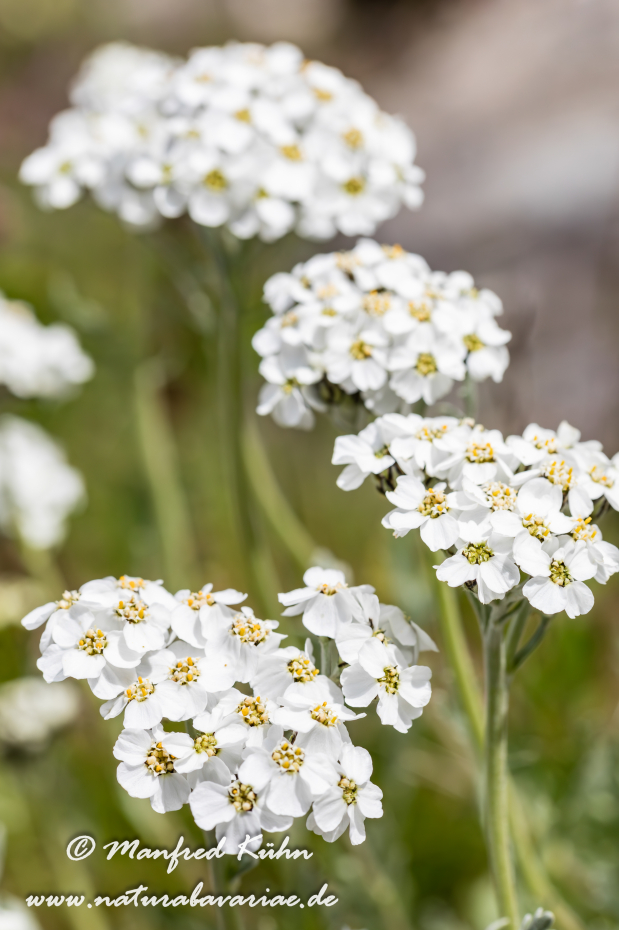 Schafgarbe (Moschus-)_0007